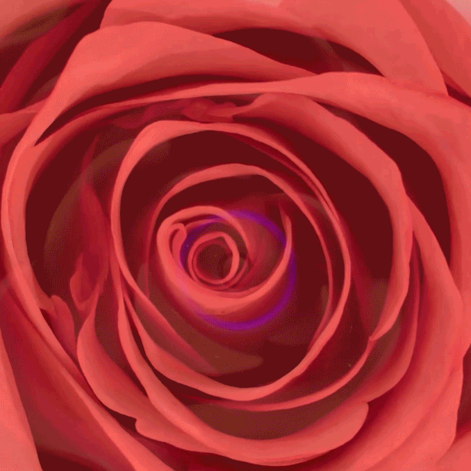 Rose Butt Plug - Vibrating Stemulator - 10 LEFT!